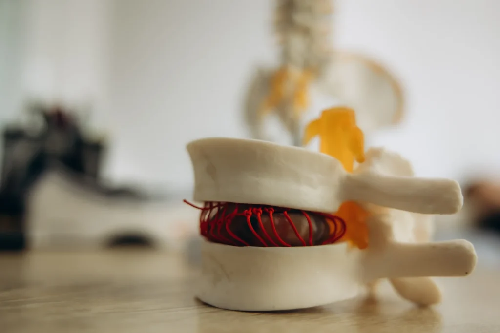 detailed anatomical model of human vertebrae and s 2026 06 30 19 28 50 utc